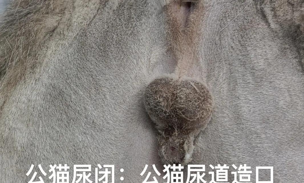 猫咪尿道造口后排尿不畅怎么办？有哪些可能的原因？