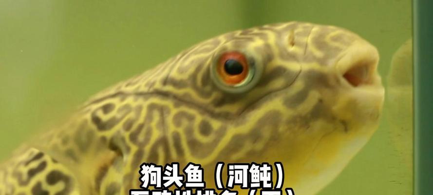 怀孕的狗狗可以吃鱼头吗？对胎儿有影响吗？