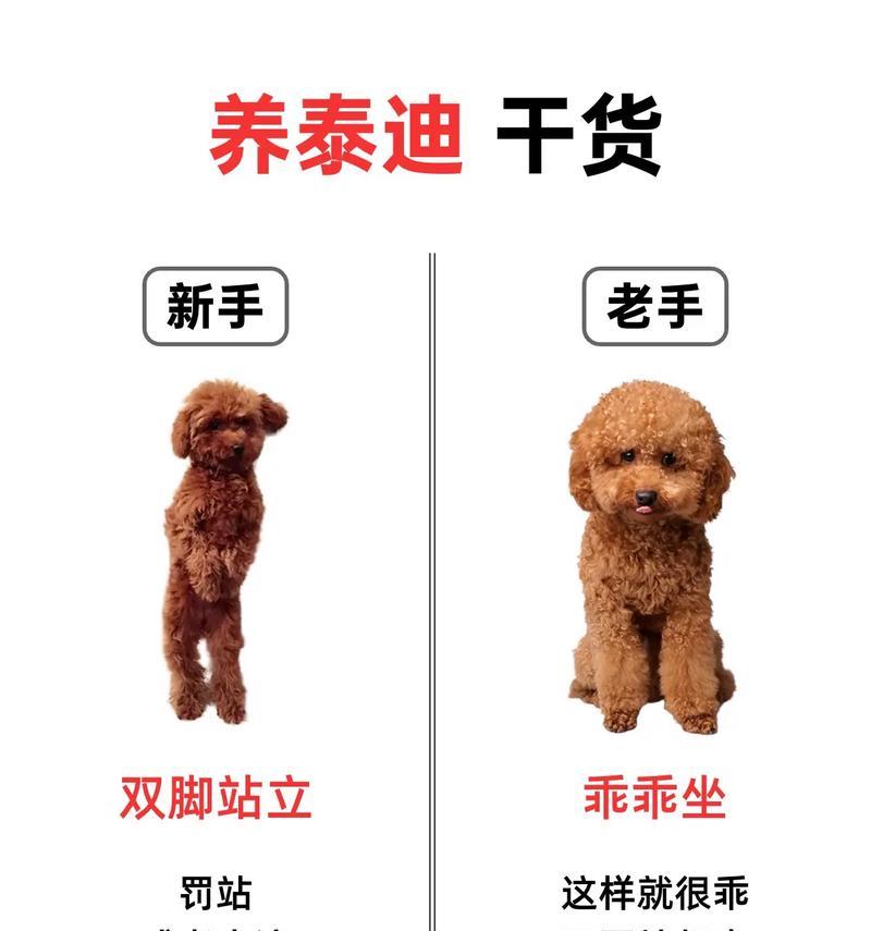 如何辨别泰迪的健康状况？