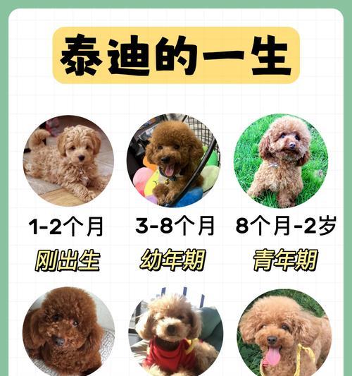 纯种泰迪价格是多少？辨别纯种的方法是什么？