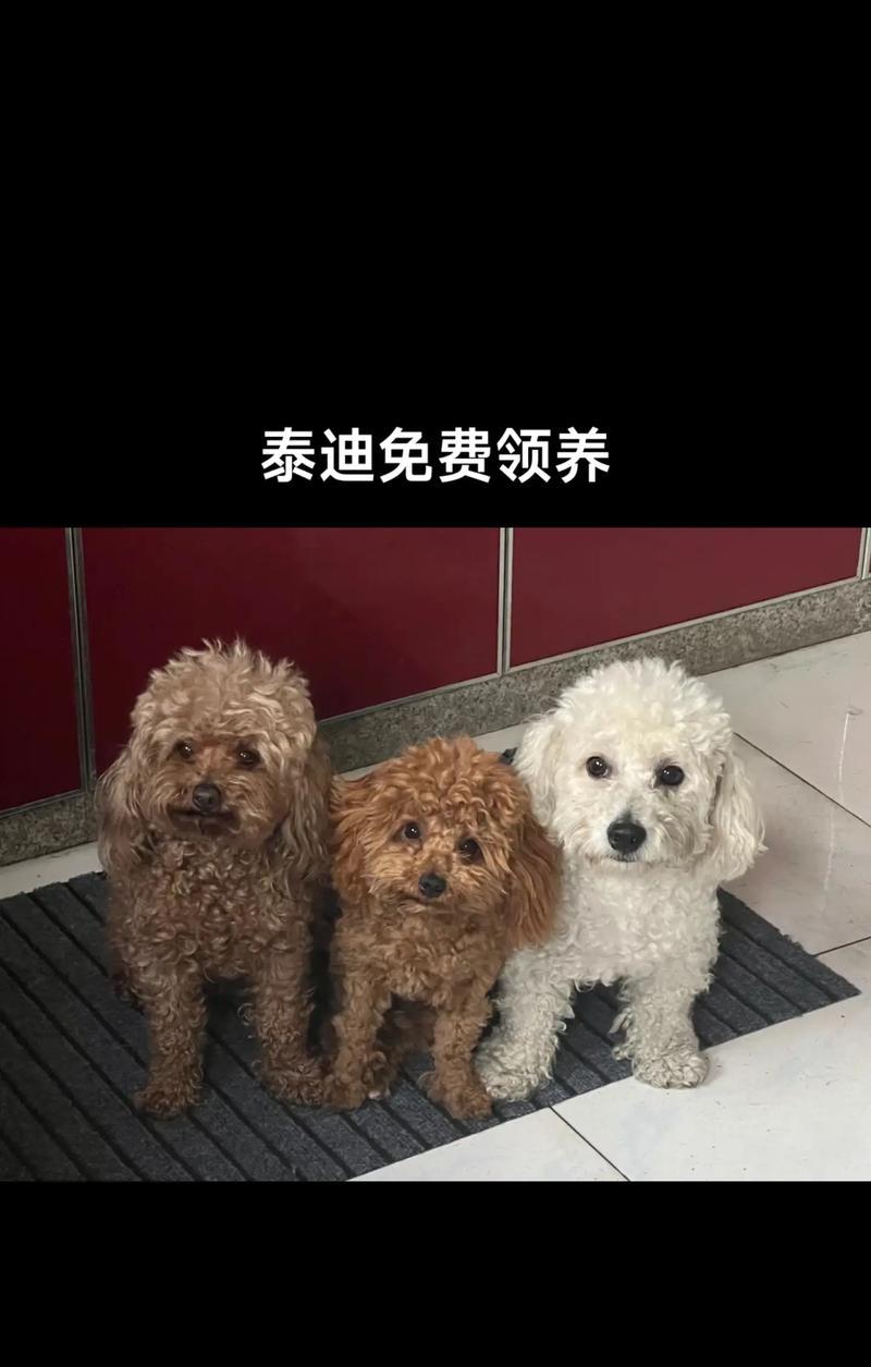 收养泰迪的流程是怎样的？