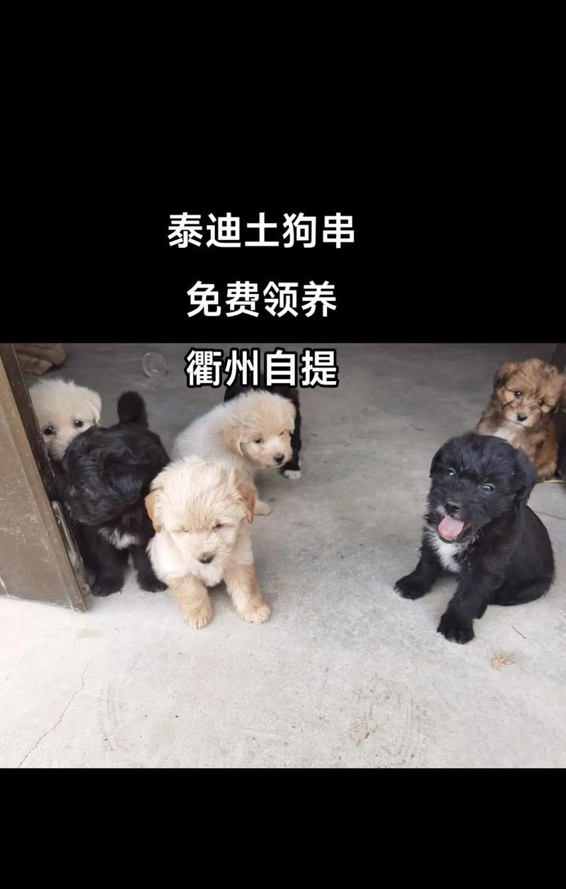 收养泰迪的流程是怎样的？