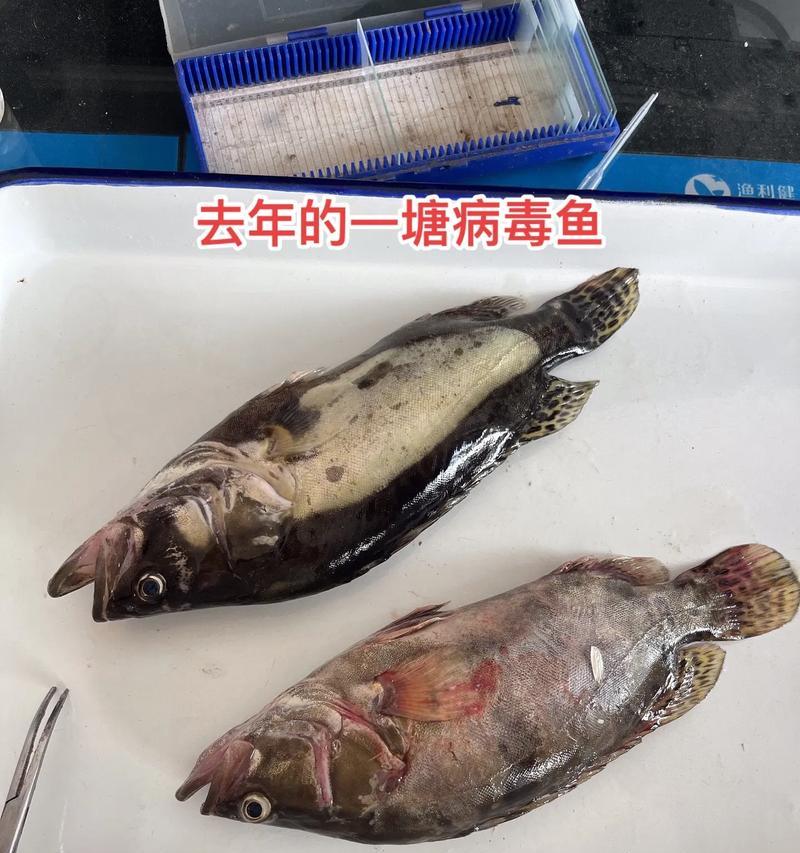 收购小鱼苗犯什么罪？可能的法律后果有多严重？