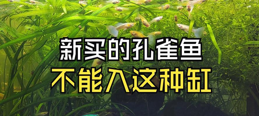 收购小鱼苗犯什么罪？可能的法律后果有多严重？