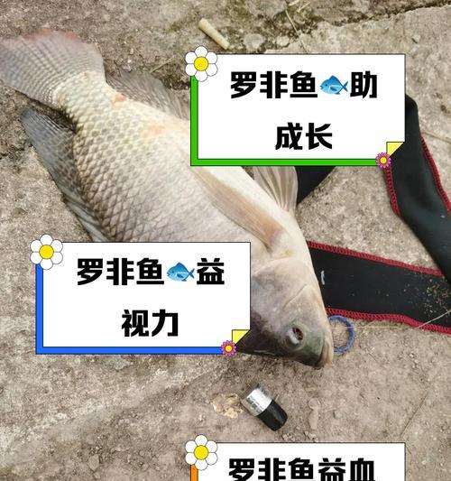 如何选择优质斑点罗非鱼苗？