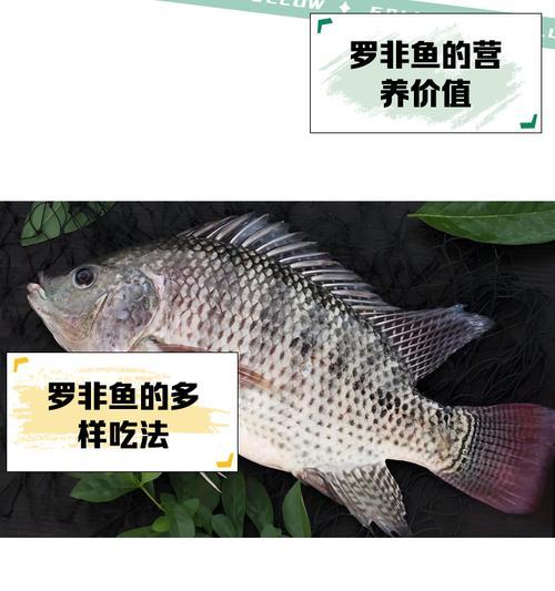 如何选择优质斑点罗非鱼苗？
