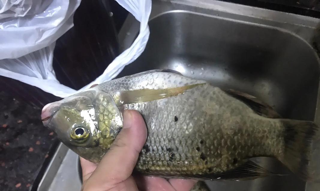 如何选择优质斑点罗非鱼苗？
