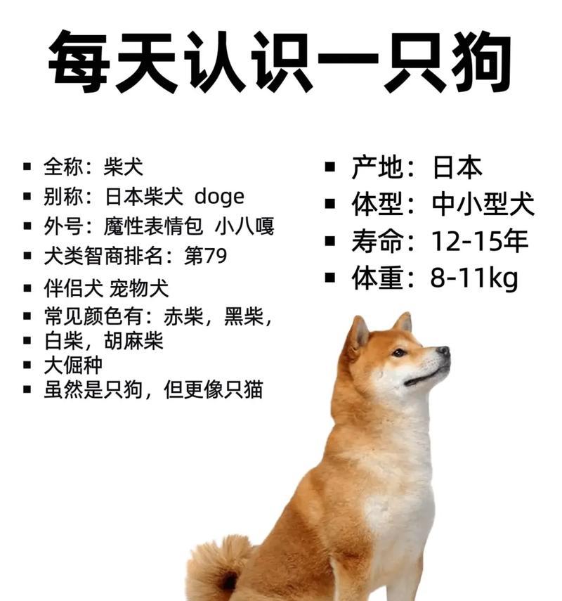柴犬家族历史能追溯到多久？