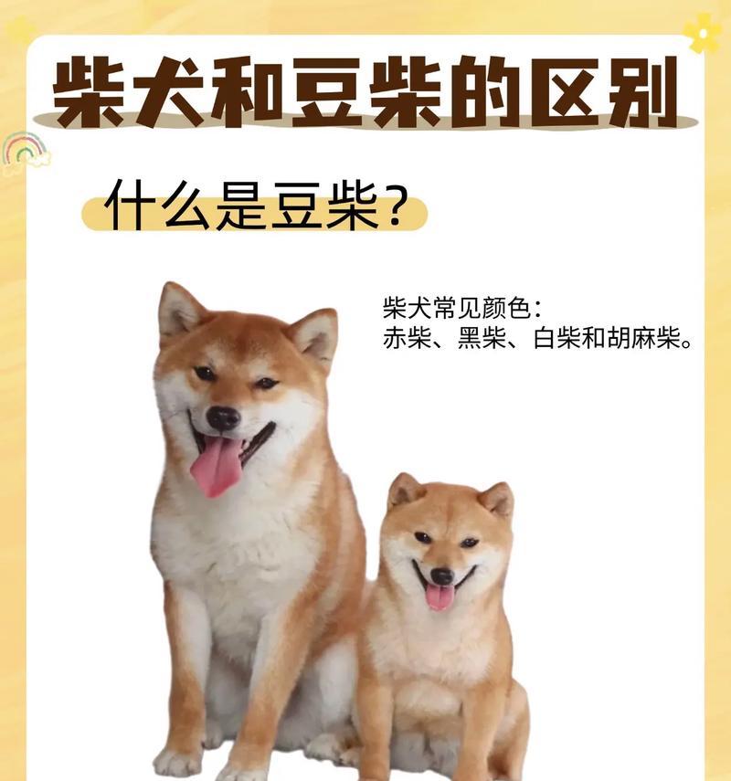 柴犬家族历史能追溯到多久？
