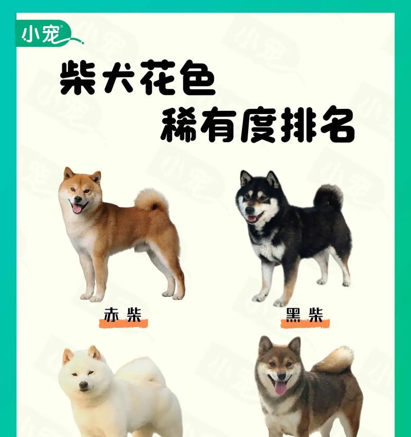 柴犬家族历史能追溯到多久？