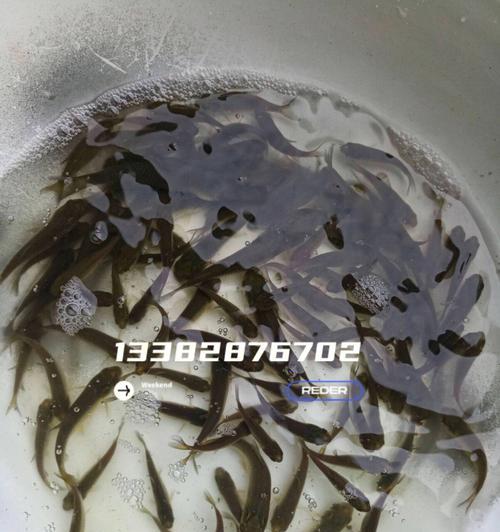 鱼苗出售环境标准有哪些？