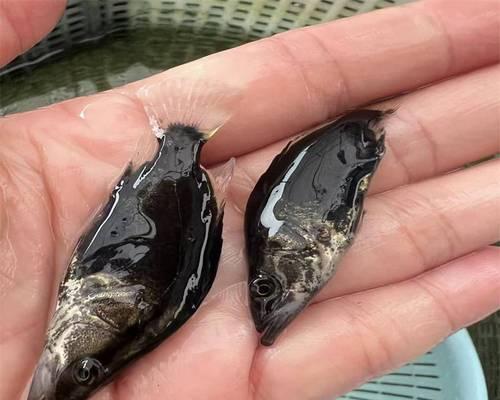 鱼苗出售环境标准有哪些？