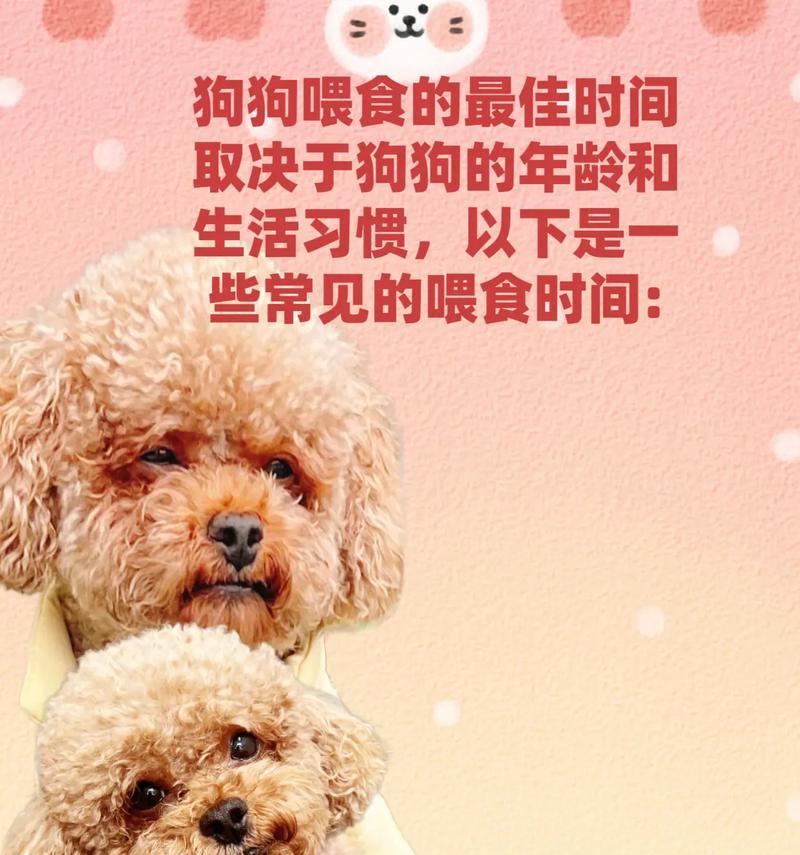 一个月大的泰迪奶狗喂食量是多少？喂食频率怎样安排？