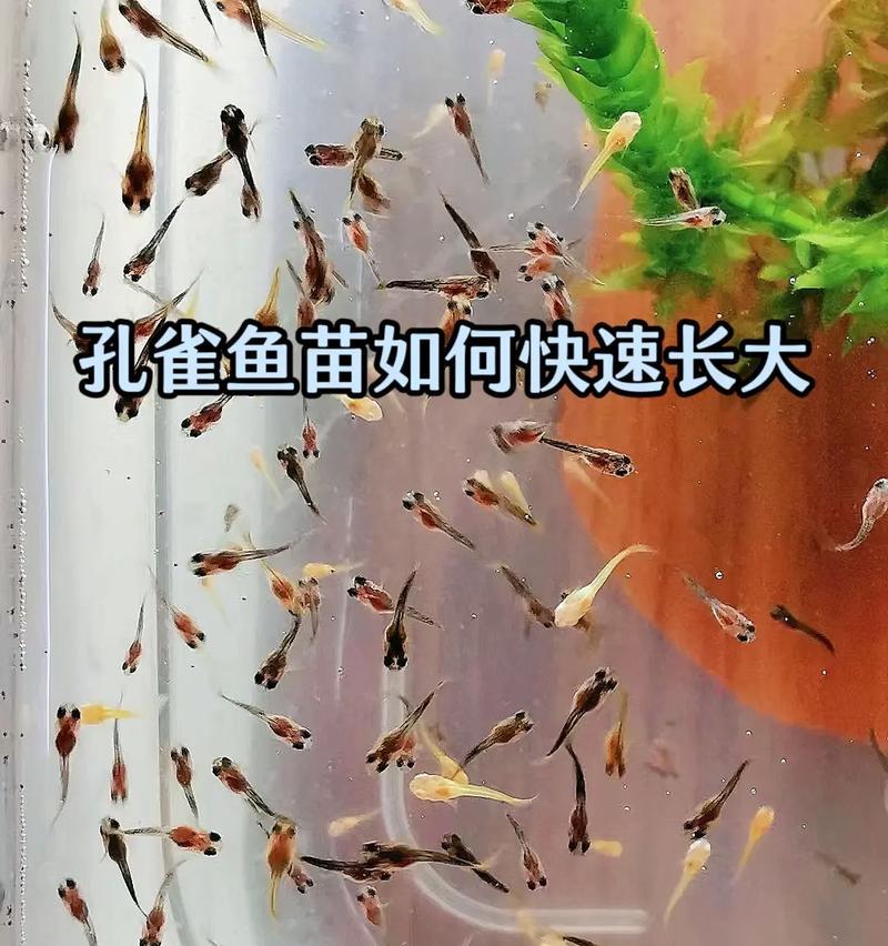 广东孔雀鱼苗的品种名称是什么？