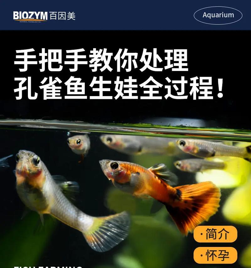广东孔雀鱼苗的品种名称是什么？