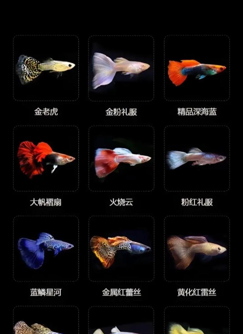 广东孔雀鱼苗的品种名称是什么？