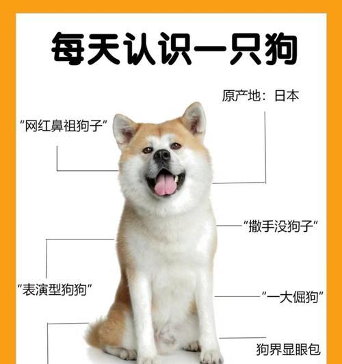 购买柴犬需要考虑哪些因素？