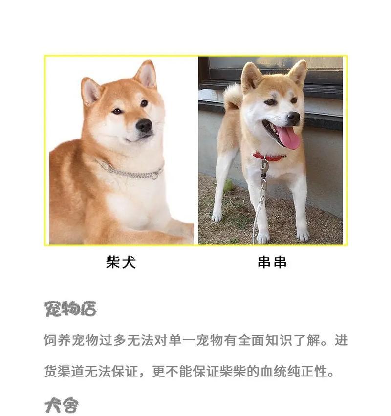 购买柴犬需要考虑哪些因素？