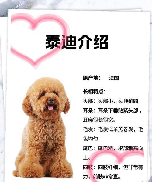 领养泰迪犬作为毕业礼物每月需支付多少费用？如何选择合适的泰迪？