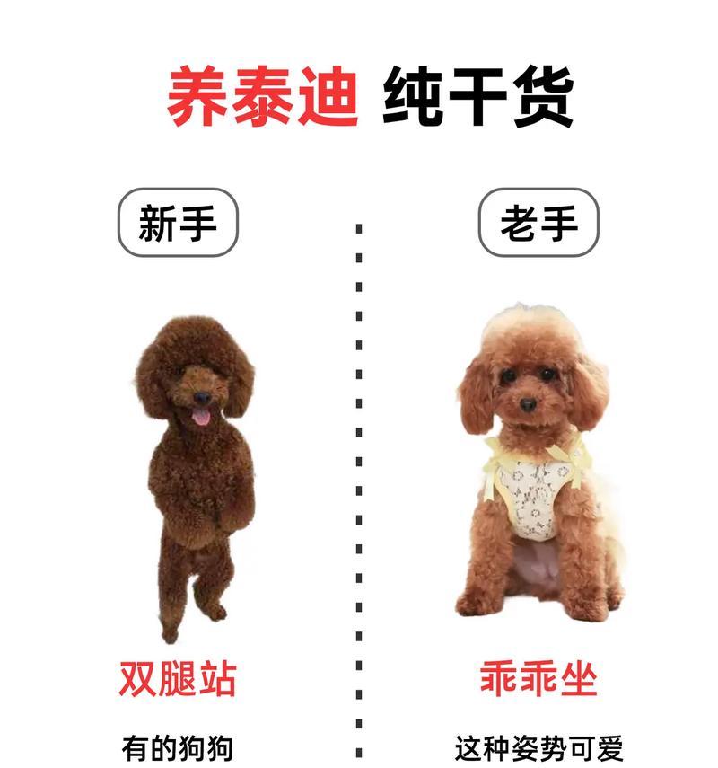 领养泰迪犬作为毕业礼物每月需支付多少费用？如何选择合适的泰迪？