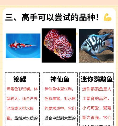夜场小鱼苗含义是什么？背后的故事有何寓意？