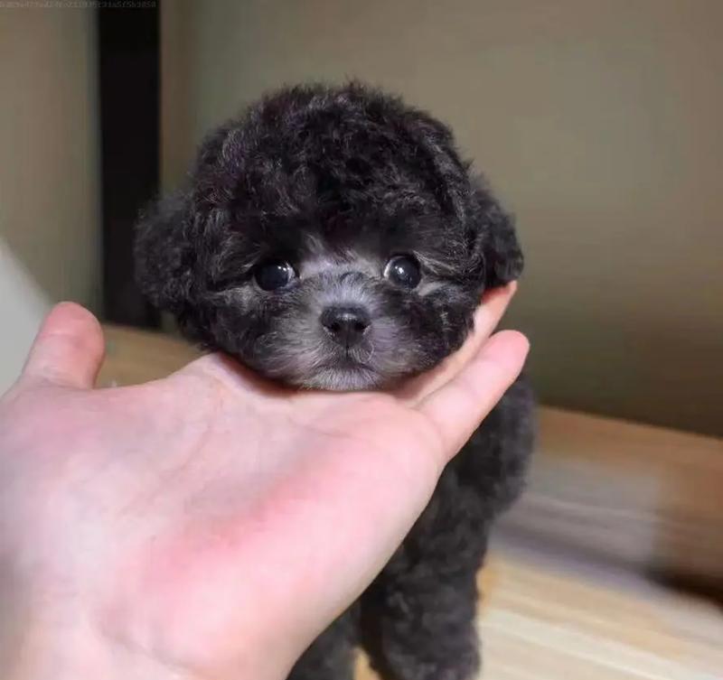 广州泰迪狗狗售价是多少？如何辨别纯种泰迪？