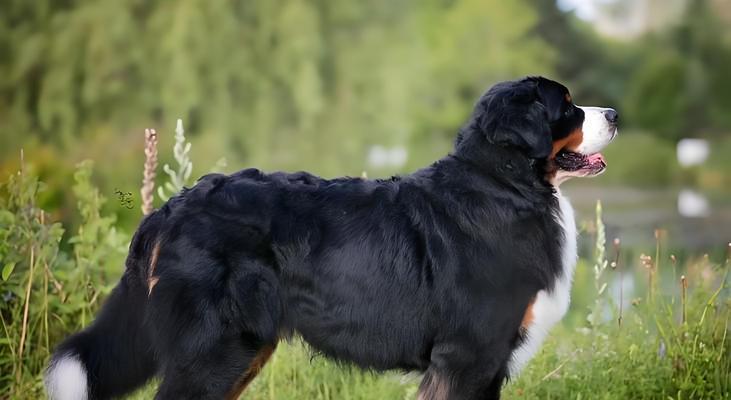 大型犬品种有哪些？