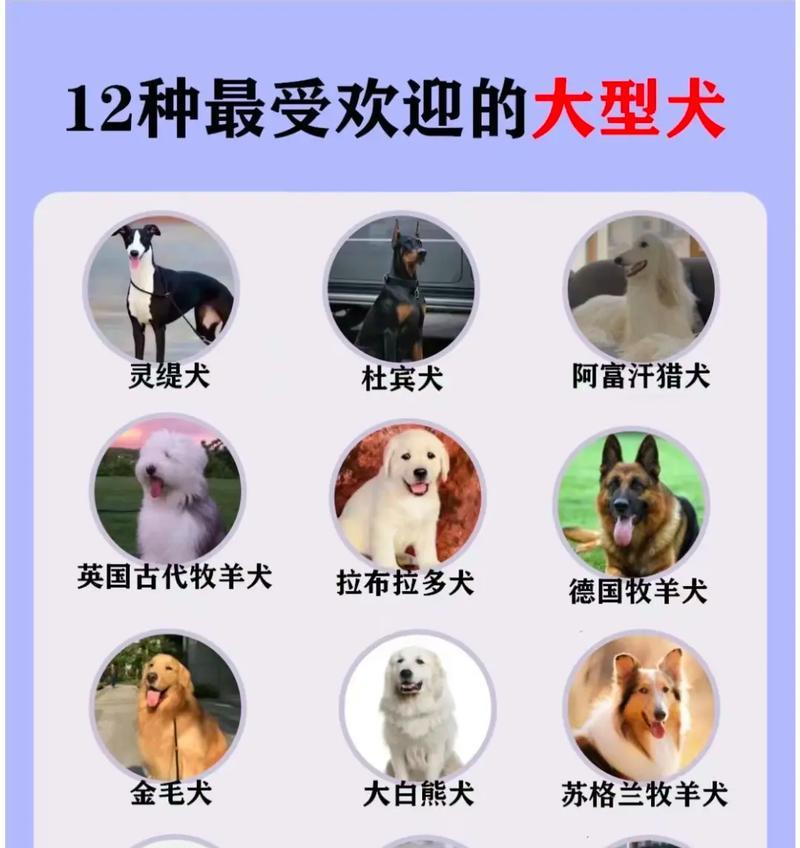大型犬品种有哪些？