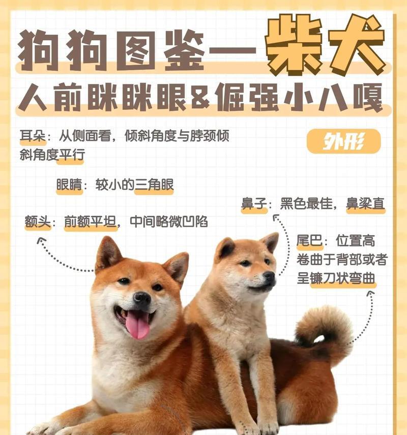 柴犬冬季御寒温度需求是多少？保暖措施有哪些？
