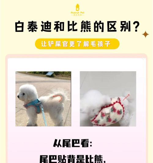 2岁白色泰迪配种可行吗？费用大约是多少？