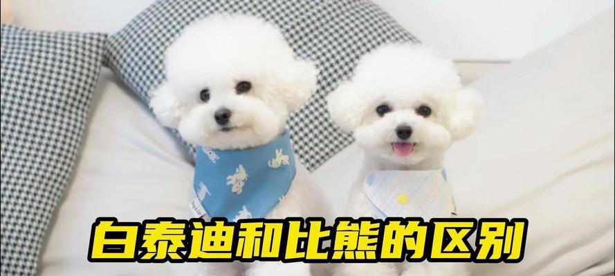 2岁白色泰迪配种可行吗？费用大约是多少？