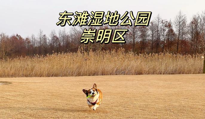 上海大型犬遛狗胜地推荐？选择遛狗地点的技巧是什么？