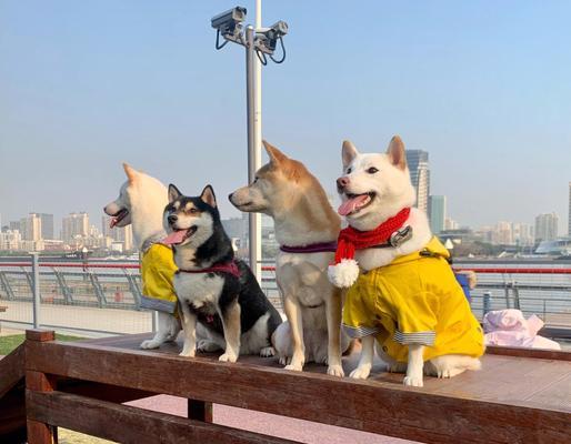 上海大型犬遛狗胜地推荐？选择遛狗地点的技巧是什么？