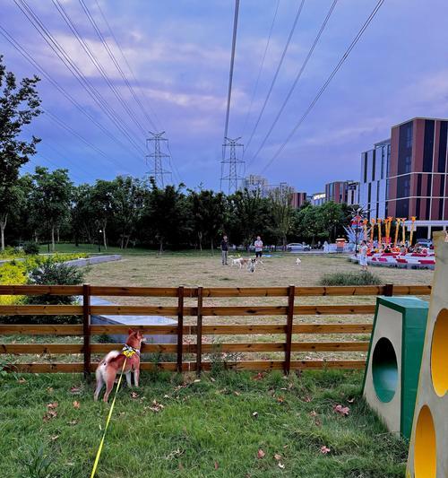 上海大型犬遛狗胜地推荐？选择遛狗地点的技巧是什么？