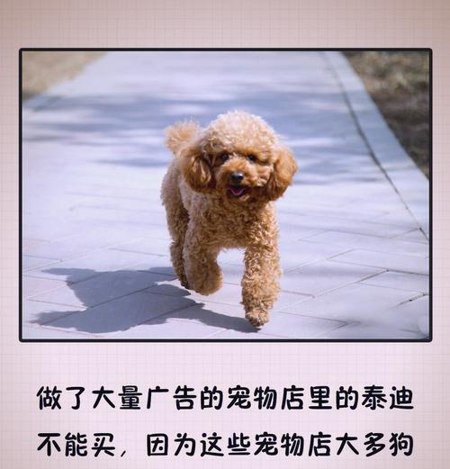 购买泰迪需要注意哪些事项？