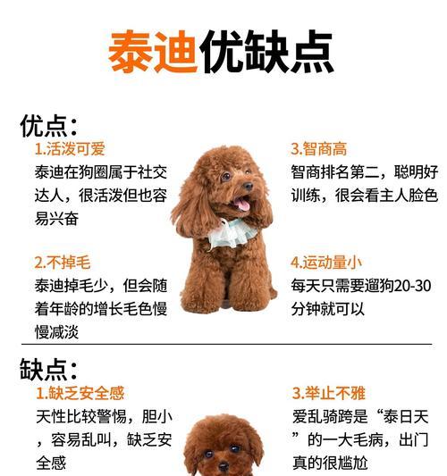 购买泰迪需要注意哪些事项？