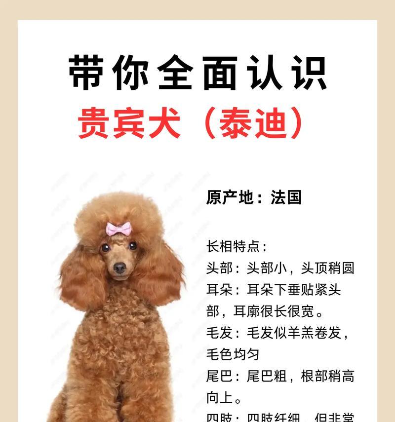 购买泰迪需要注意哪些事项？