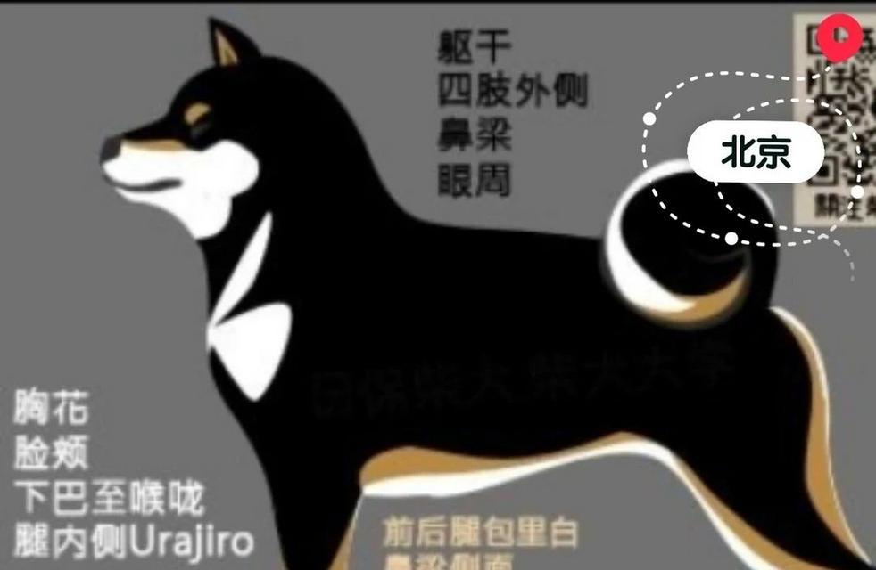 全黑色柴犬成年体重上限是多少？