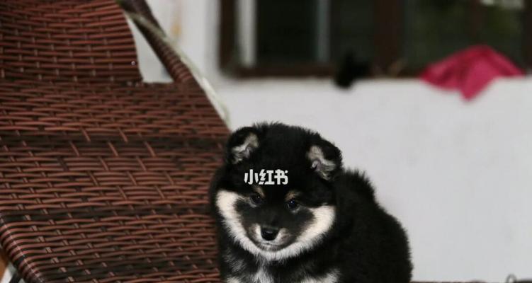 全黑色柴犬成年体重上限是多少？