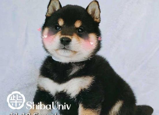 全黑色柴犬成年体重上限是多少？