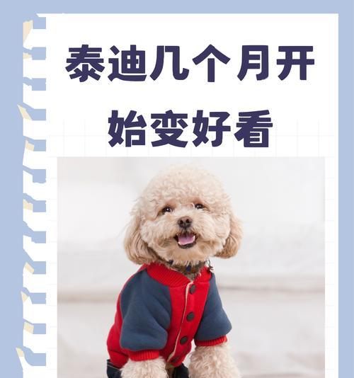 泰迪洗澡修剪费用是多少？