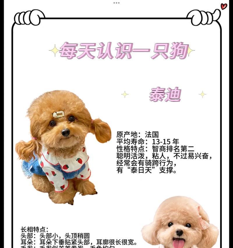 纯种泰迪的出售价格是多少？如何辨别纯种泰迪？