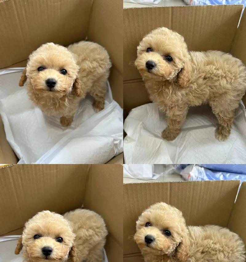 纯种泰迪的出售价格是多少？如何辨别纯种泰迪？