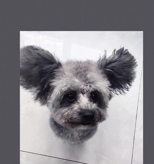 义乌捡到灰色泰迪估价多少？评估价值的方法是什么？