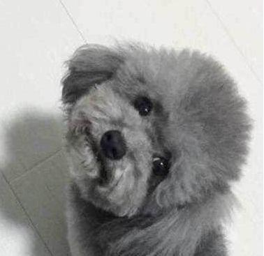 义乌捡到灰色泰迪估价多少？评估价值的方法是什么？