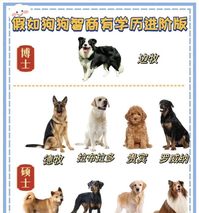 中小型犬智商排名如何？
