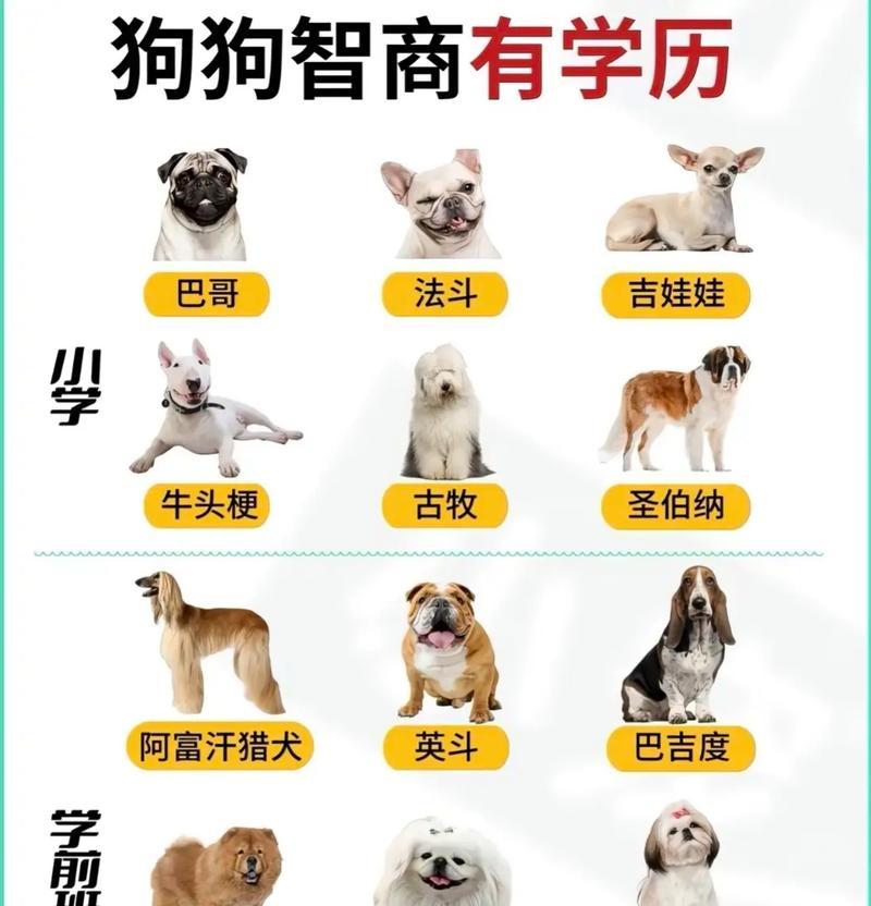 中小型犬智商排名如何？