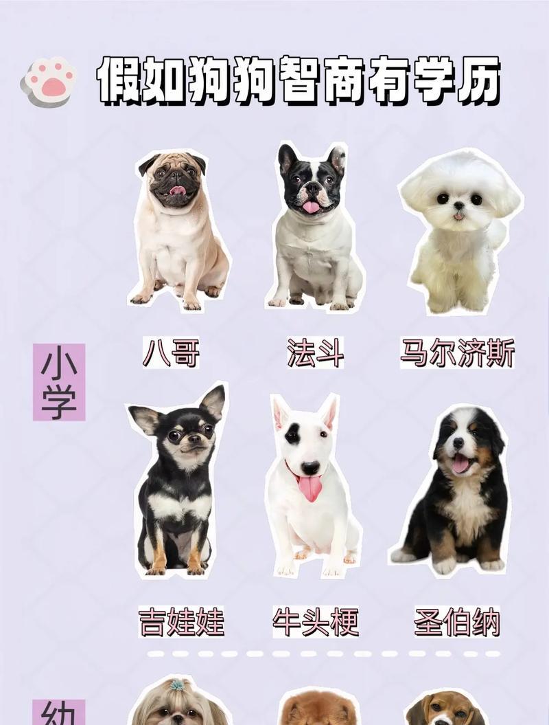 中小型犬智商排名如何？