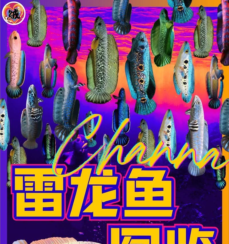 雷龙鱼苗趴底不动的原因？解决方法有哪些？