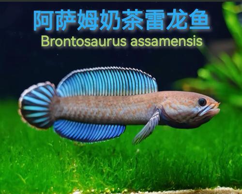 雷龙鱼苗趴底不动的原因？解决方法有哪些？
